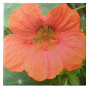 De Cerâmica Azulejo Nasturtium Laranja