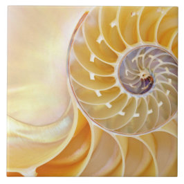 De Cerâmica Azulejo Nautilus Cerâmico