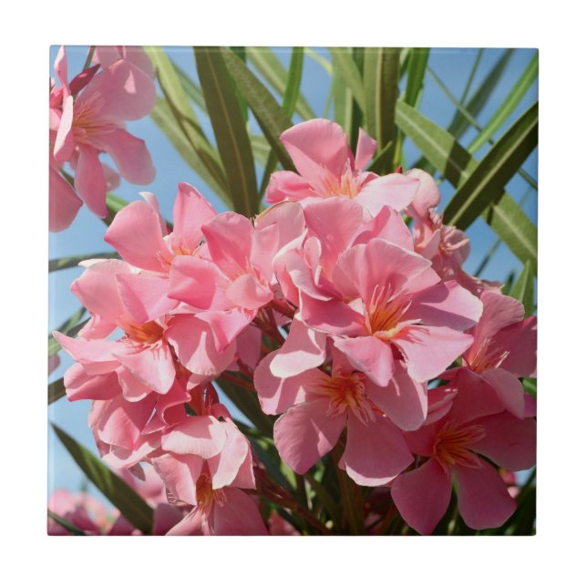 De Cerâmica azulejo Oleander Rosa (Frente)