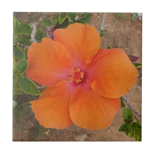 De Cerâmica Azulejo Orange Hibiscus (Frente)