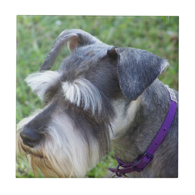 De Cerâmica Azulejo ou Trivet do Schnauzer (Frente)