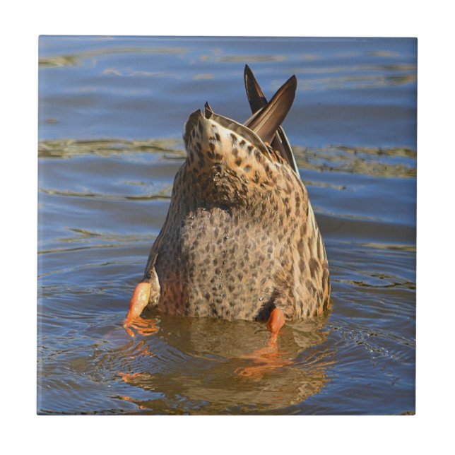 De Cerâmica Azulejo Pato para Cima (Frente)