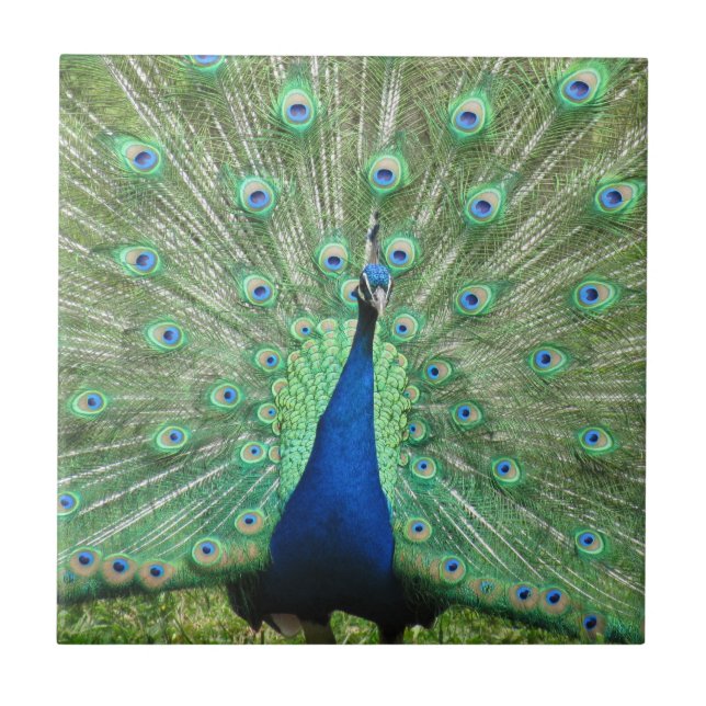 De Cerâmica Azulejo - Pavão Orgulhoso (Frente)