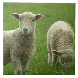 De Cerâmica Azulejo pequeno dos cordeiros