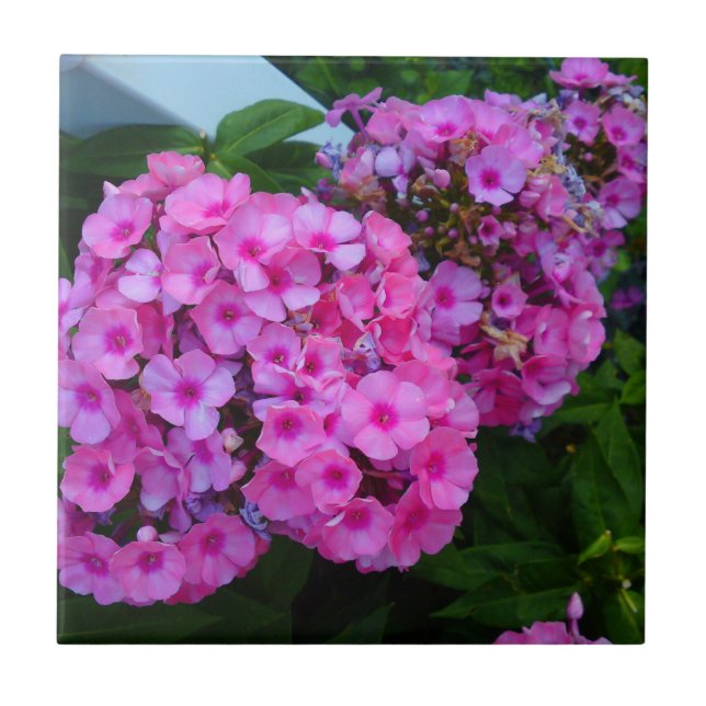 De Cerâmica Azulejo Phlox Rosa (Frente)