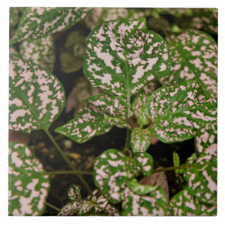 De Cerâmica Azulejo - planta cor-de-rosa das bolinhas