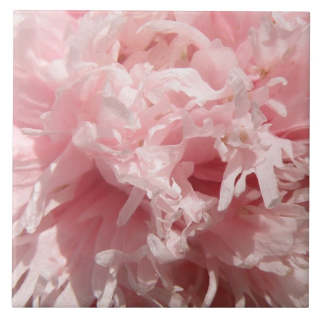 De Cerâmica Azulejo Pó-Rosa bonito (Frente)