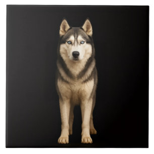 De Cerâmica Azulejo Preto 4 Luxe com Icy Elite Husky