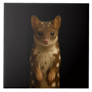 De Cerâmica Azulejo Preto 4 Luxe com Sweet Quoll
