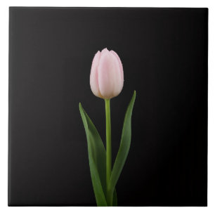 De Cerâmica Azulejo Preto 4 Luxe com Tulipa Rosa Bege
