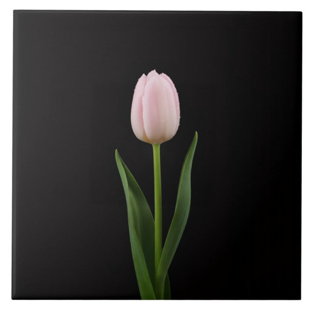 De Cerâmica Azulejo Preto 4 Luxe com Tulipa Rosa Bege (Frente)