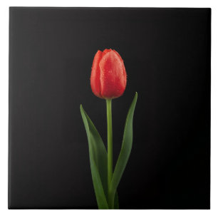 De Cerâmica Azulejo Preto 4 Luxe com Tulipa Vermelha Rubi