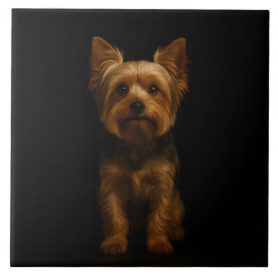 De Cerâmica Azulejo Preto 4 Luxe com Yorkshire Terrier