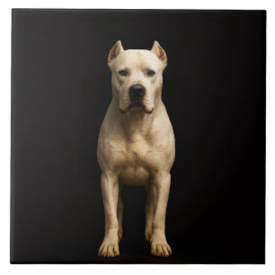 De Cerâmica Azulejo Preto 4 Luxo com Dogo Argentino Ousado