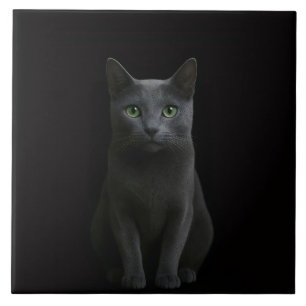 De Cerâmica Azulejo Preto 4 Luxo com Gato Azul Russo