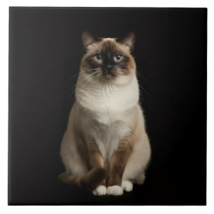 De Cerâmica Azulejo Preto 4 Luxo com Gato Birmanês