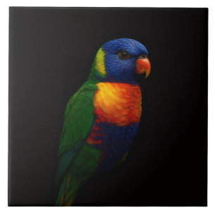 De Cerâmica Azulejo Preto 4 Luxo com Papagaio Lorikeet Arco-Ír