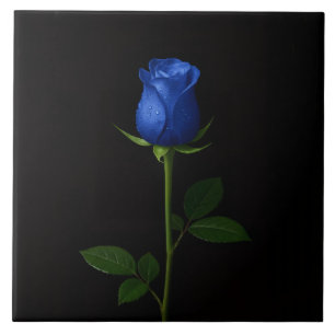 De Cerâmica Azulejo Preto 4 Luxo com Rosa Azul Meia-Noite