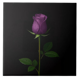 De Cerâmica Azulejo Preto 4 Luxo com Rosa Violeta Real