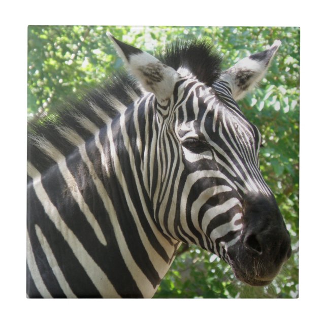 De Cerâmica Azulejo preto e branco da zebra (Frente)