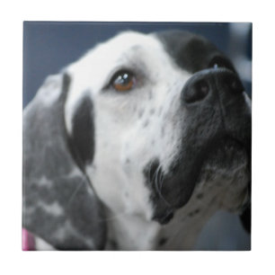 De Cerâmica Azulejo preto e branco do cão do ponteiro