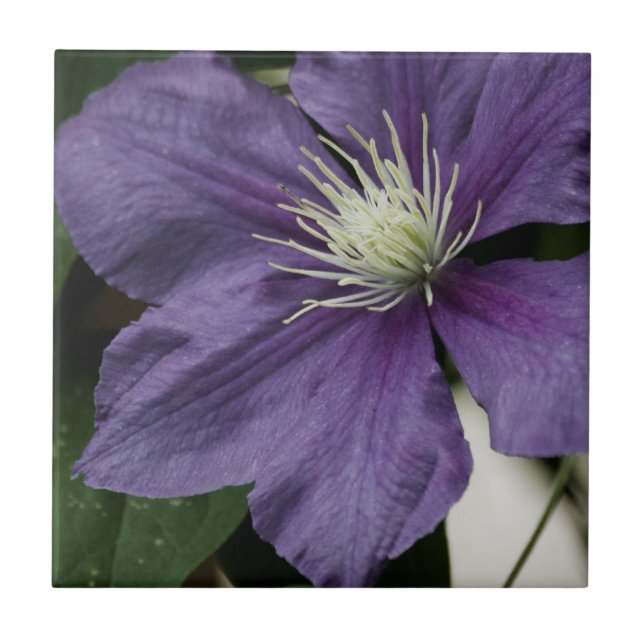 De Cerâmica Azulejo Purple Clematis (Frente)