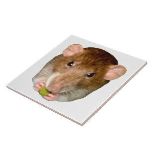 De Cerâmica Azulejo Rato Fome