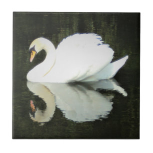 De Cerâmica Azulejo régio branco da cisne