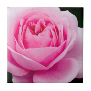 De Cerâmica Azulejo Rosa Rosa Pastel