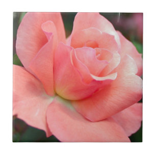 De Cerâmica Azulejo rosa rosa rosa