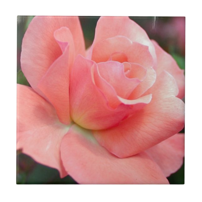 De Cerâmica Azulejo rosa rosa rosa (Frente)