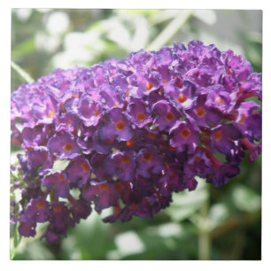 De Cerâmica Azulejo roxo bonito das flores do Buddleia