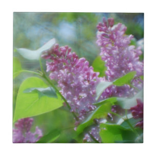 De Cerâmica Azulejo roxo das flores do Lilac
