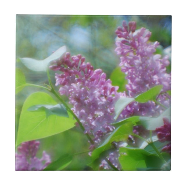 De Cerâmica Azulejo roxo das flores do Lilac (Frente)