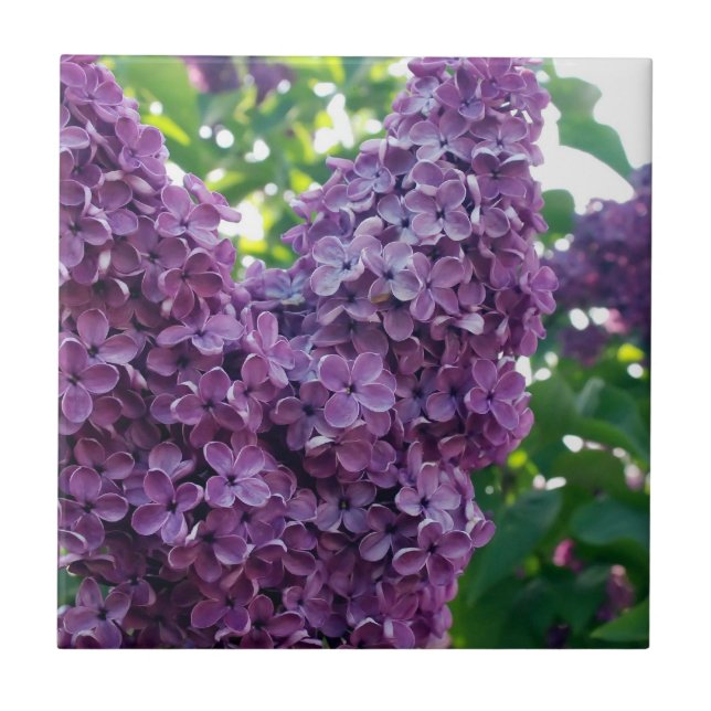 De Cerâmica Azulejo roxo dos Lilacs (Frente)