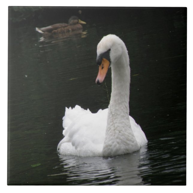 De Cerâmica Azulejo Swan Branco (Frente)