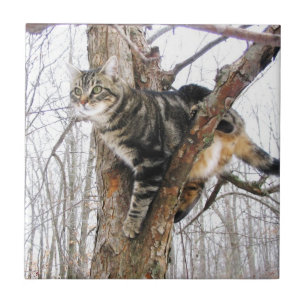 De Cerâmica Azulejo Tabbycat