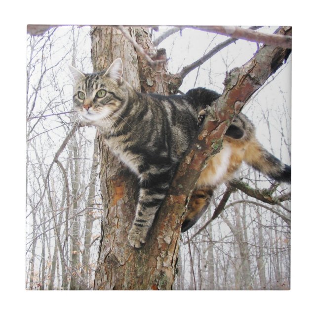 De Cerâmica Azulejo Tabbycat (Frente)