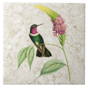 De Cerâmica Azulejo Throated Amethyst do colibri