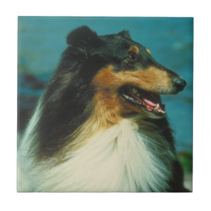 De Cerâmica Azulejo Tri Colorido do Collie