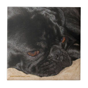 De Cerâmica Azulejo triste do Pug