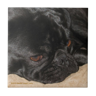 De Cerâmica Azulejo triste do Pug