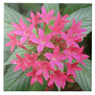 De Cerâmica Azulejo tropical cor-de-rosa brilhante das flores