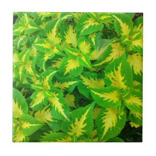 De Cerâmica Azulejo tropical da flor do Coleus do verde