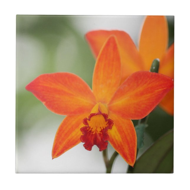 De Cerâmica Azulejo tropical da orquídea (Frente)