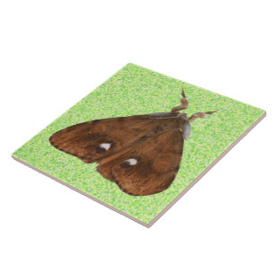 De Cerâmica Azulejo Vapourer Moth