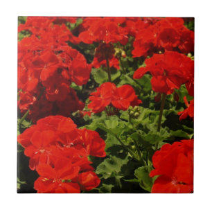 De Cerâmica Azulejo vermelho dos gerânio