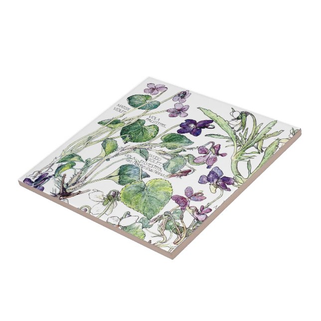 De Cerâmica Azulejo violeta botânico das flores do Wildflower (Lateral)