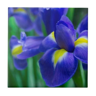 De Cerâmica Azulejo violeta da íris farpada