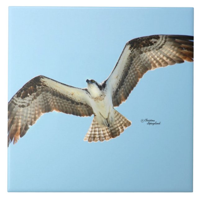 De Cerâmica Azulejo voador Osprey hawk (Frente)